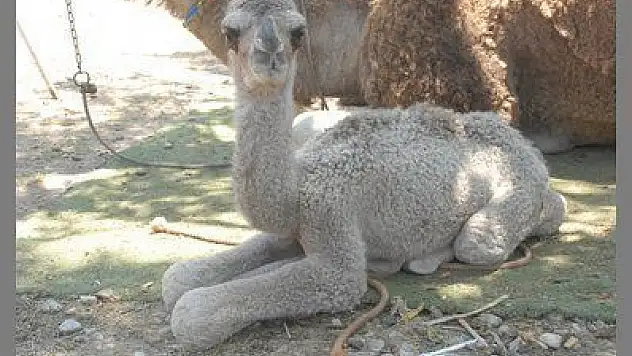 3 GÜNLÜK 'BONCUK' KAYAKÖY'ÜN MASKOTU OLDU