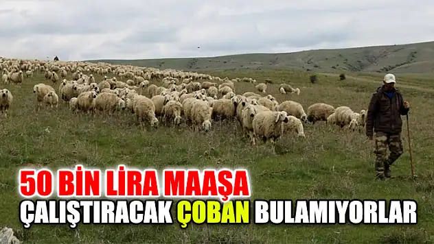 50 Bin Lira Maaşa Çalıştıracak Çoban Bulamıyorlar