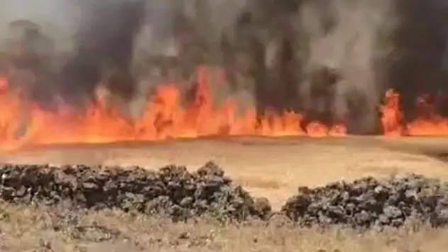 50 dönüm ekili arazi ve biçerdöver yandı