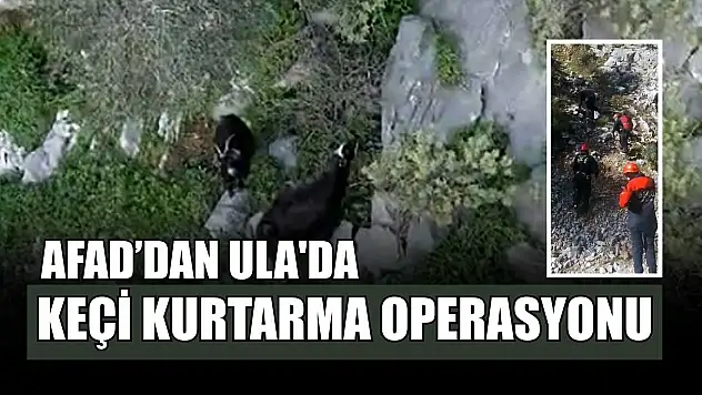 AFAD'dan Ula'da keçi kurtarma operasyonu