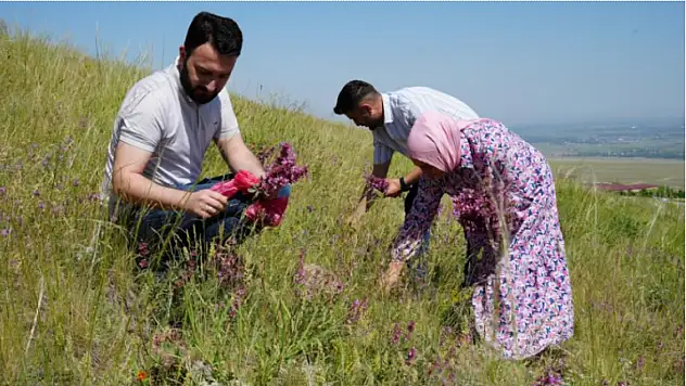 Ağrı Dağı eteklerinde toplanan bitkilerinden aromatik yağlar üretilecek