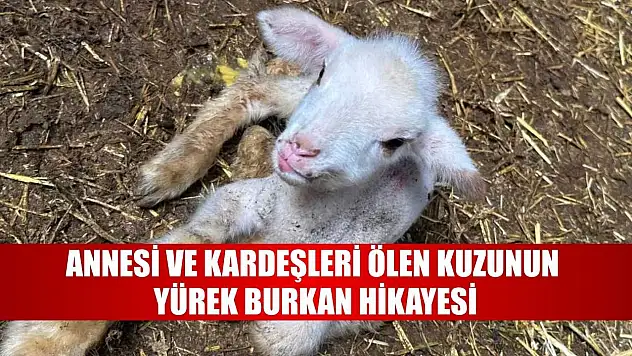 Annesi ve kardeşleri ölen kuzunun yürek burkan hikayesi
