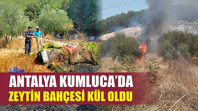Antalya Kumluca'da Zeytin Bahçesi Kül Oldu