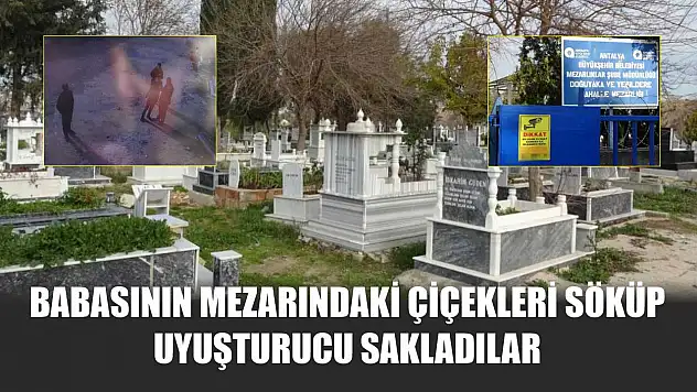 Babasının mezarındaki çiçekleri söküp uyuşturucu sakladılar