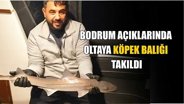 Bodrum açıklarında oltaya köpek balığı takıldı