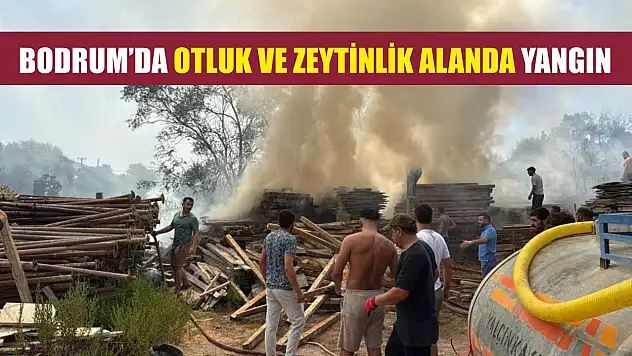 Bodrum'da otluk ve zeytinlik alanda yangın