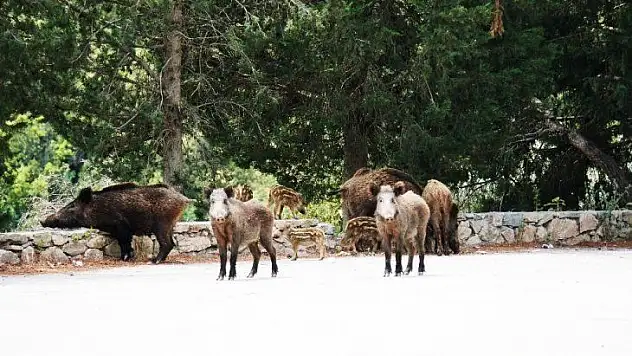Bodrum'da şehre inen domuzu beslediler
