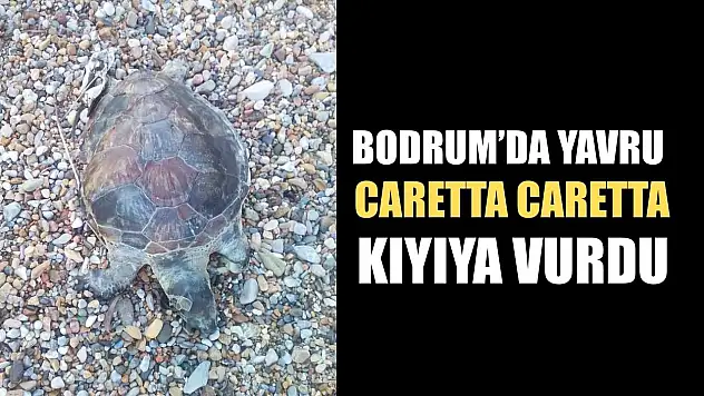 Bodrum'da yavru caretta caretta kıyıya vurdu