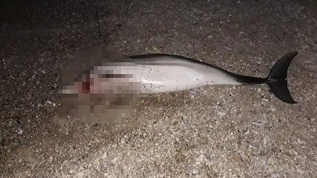 Böyle vahşet görülmedi Yunus kafasından vurularak öldürüldü