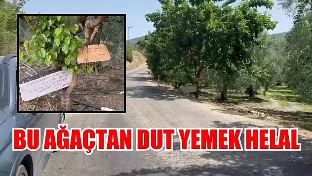 Bu ağaçtan dut yemek helal