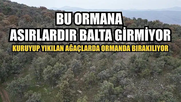 Bu ormana asırlardır balta girmiyor, kuruyup yıkılan ağaçlarda ormanda bırakılıyor