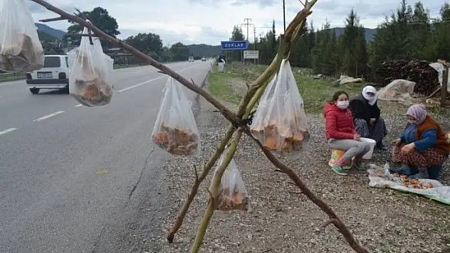 Çıntar mantarını hem satıyor hem de hediye ediyor