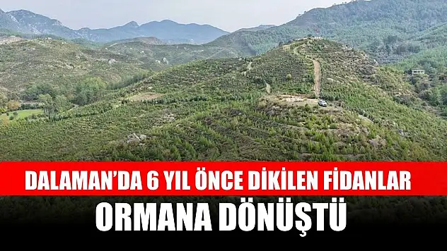Dalaman'da 6 yıl önce dikilen fidanlar ormana dönüştü