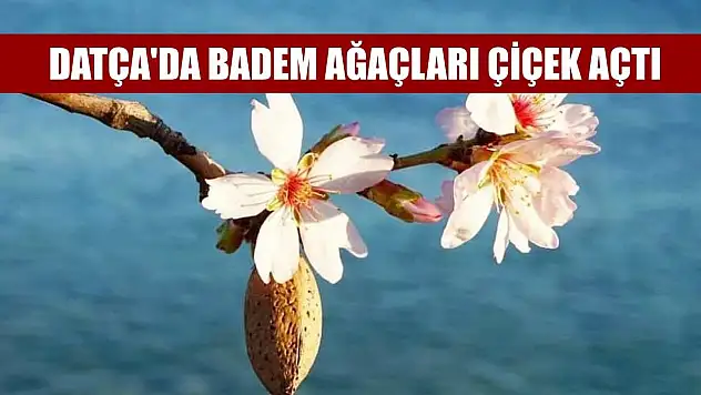 Datça'da badem ağaçları çiçek açtı