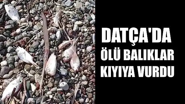 Datça'da ölü balıklar kıyıya vurdu