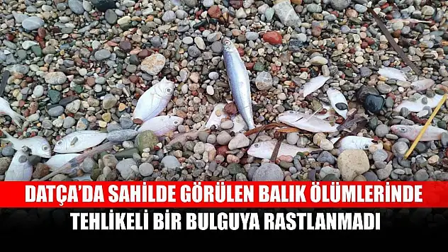 Datça'da sahilde görülen balık ölümlerinde tehlikeli bir bulguya rastlanmadı
