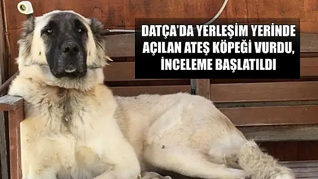 Datça'da yerleşim yerinde açılan ateş köpeği vurdu, inceleme başlatıldı