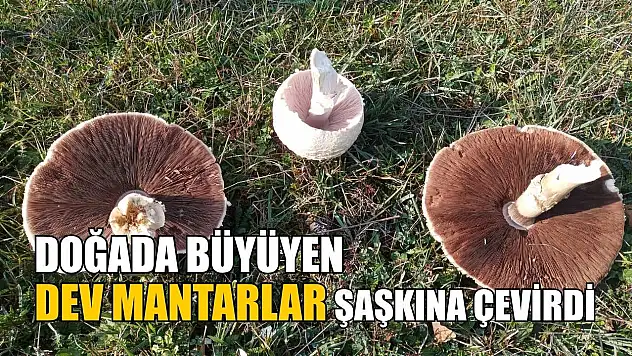 Doğada büyüyen dev mantarlar şaşkına çevirdi