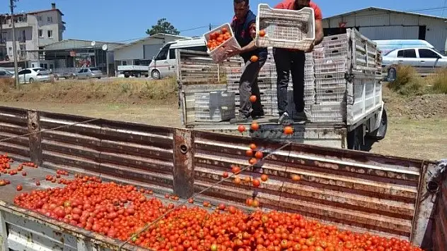 Domates salçaya gitmeye başladı