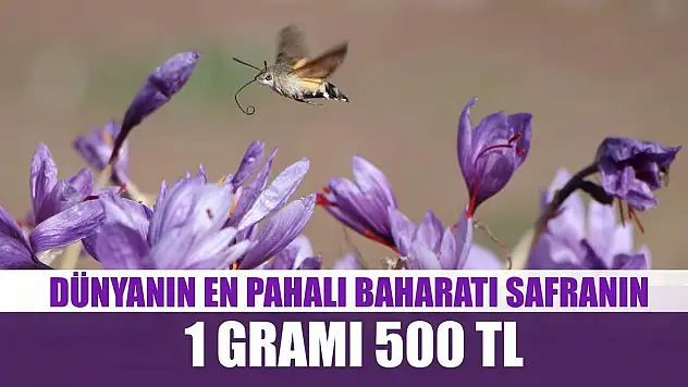 Dünyanın en pahalı baharatı safranın 1 gramı 500 TL