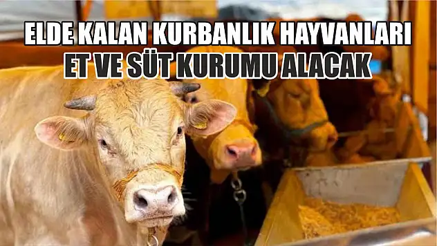 Elde Kalan Kurbanlık Hayvanları Et ve Süt Kurumu Alacak