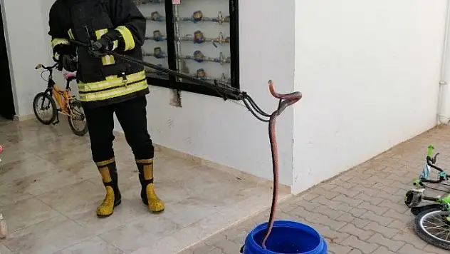 Fethiye'de itfaiyeden yılan yakalama operasyonu