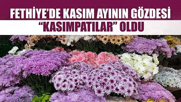 Fethiye'de Kasım ayının gözdesi 'Kasımpatılar' oldu