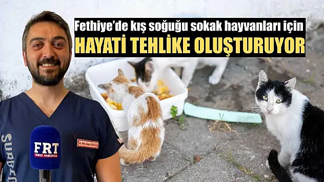 Fethiye'de kış soğuğu sokak hayvanları için hayati tehlike oluşturuyor