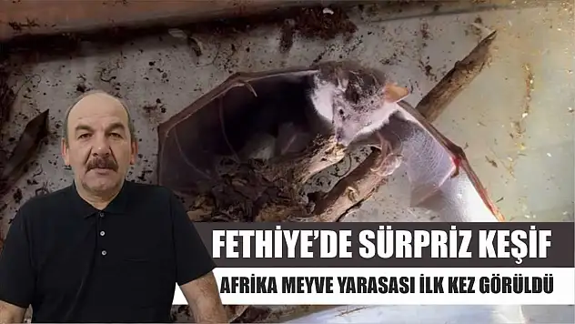 Fethiye'de Sürpriz Keşif: Afrika Meyve Yarasası İlk Kez Görüldü