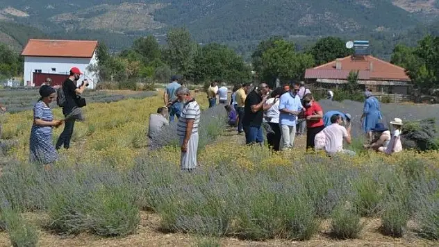 Fethiye'nin Koku Vadisi'nde İlk Hasat