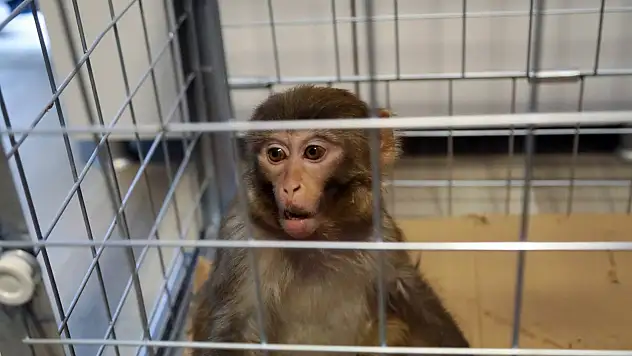 Firari Maymun, Belediye Ekiplerine Teslim Edildi