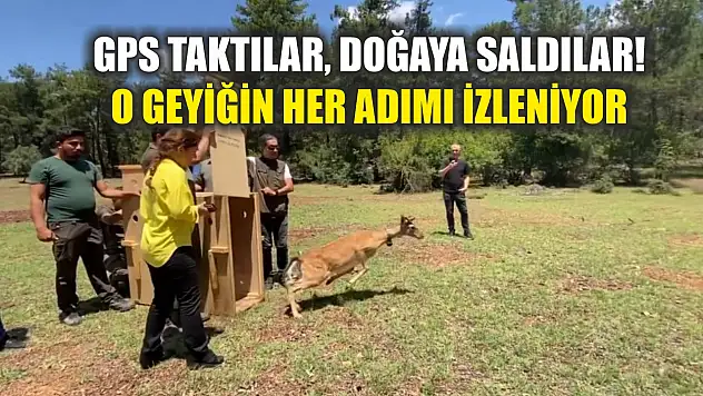 GPS Taktılar, Doğaya Saldılar! O Geyiğin Her Adımı İzleniyor