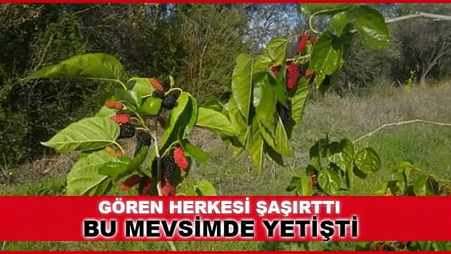 DUT AĞACI ARALIK AYINDA MEYVE VERDİ