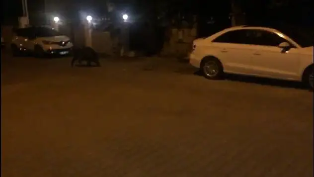 Hıdrellez kutlamalarının davetsiz misafiri olan domuz korkuttu