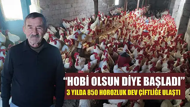'Hobi Olsun Diye Başladı' 3 Yılda 850 Horozluk Dev Çiftliğe Ulaştı