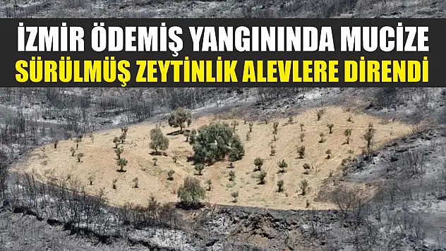 İzmir Ödemiş Yangınında Mucize: Sürülmüş Zeytinlik Alevlere Direndi