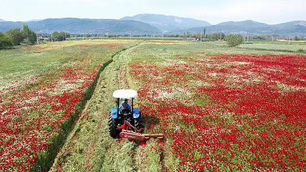 Kaba Yemi Ücretsiz Dağıtılacak