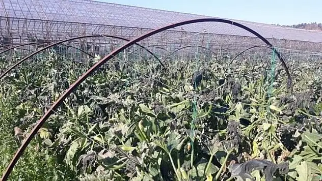 Kabaklar ve barbunyalar dondu