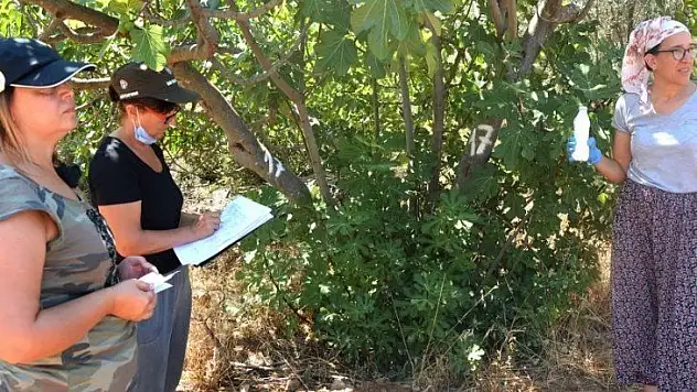 KAYA İNCİRİ İÇ VE DIŞ PAZARDA RAĞBET GÖREBİLECEK KAPASİTEDE