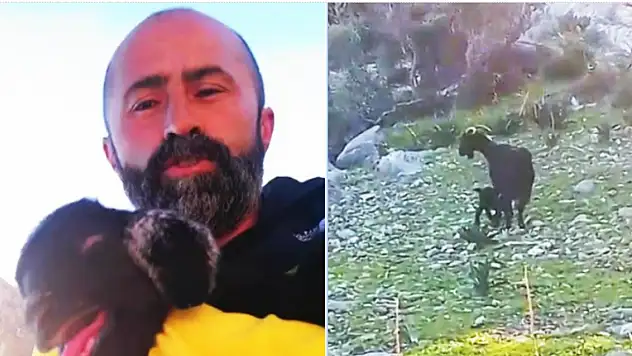 Keçi ile kurtarıcısının diyaloğu hem güldürdü hem yürekleri ısıttı