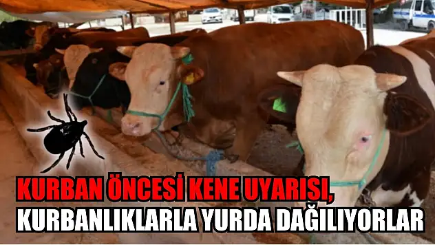Kurban öncesi kene uyarısı, kurbanlıklarla yurda dağılıyorlar