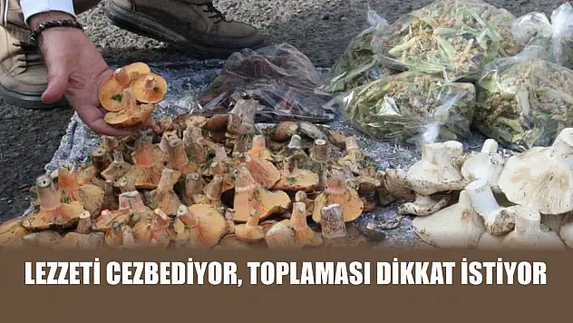 Lezzeti cezbediyor, toplaması dikkat istiyor