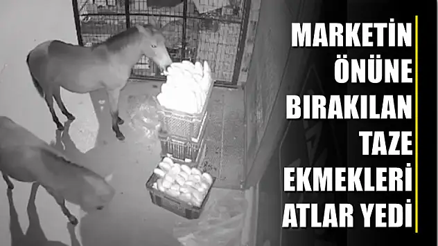 Marketin önüne bırakılan taze ekmekleri atlar yedi