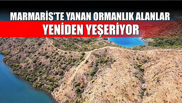 Marmaris'te yanan ormanlık alanlar yeniden yeşeriyor