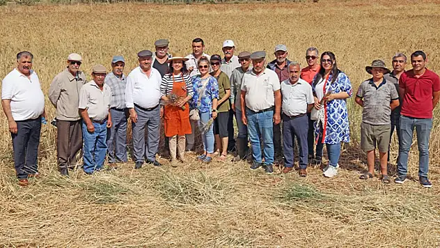 Menteşe'de 'Karakılçık Buğday' Hasadı