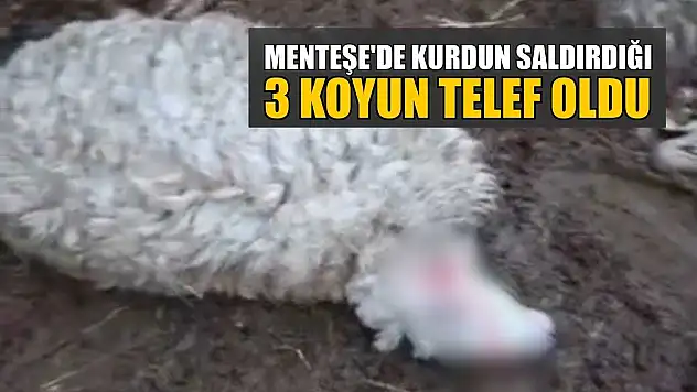Menteşe'de kurdun saldırdığı 3 koyun telef oldu