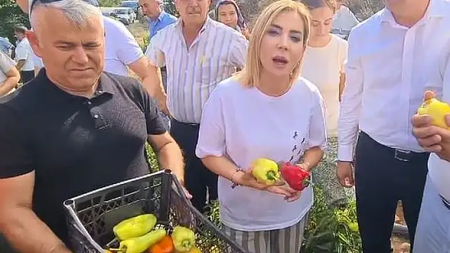 MENTEŞE FADIL'DA BİBER VE LAVANTA HASADI