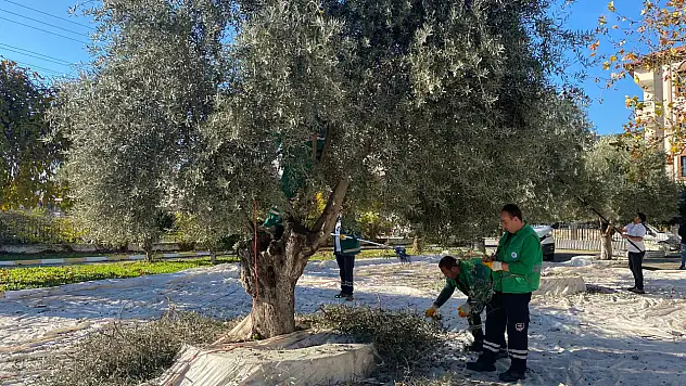 Milas Belediyesi park ve yeşil alanlarda zeytin hasadına devam ediyor