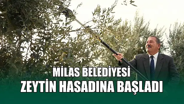 Milas Belediyesi zeytin hasadına başladı