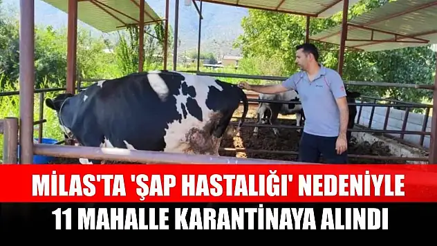 Milas'ta 'şap hastalığı' nedeniyle 11 mahalle karantinaya alındı